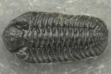 Phacopid (Adrisiops) Trilobite - Jbel Oudriss, Morocco #222399-1